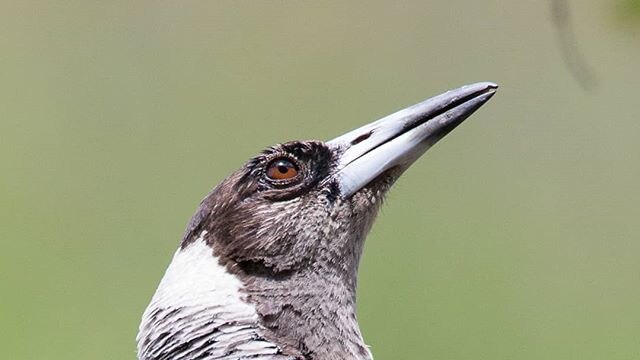 A close up of a magpie.