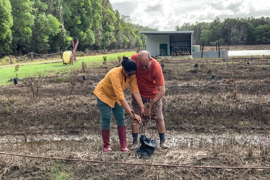 A female and male farmer bending down and holding a small dead macadamia tree.