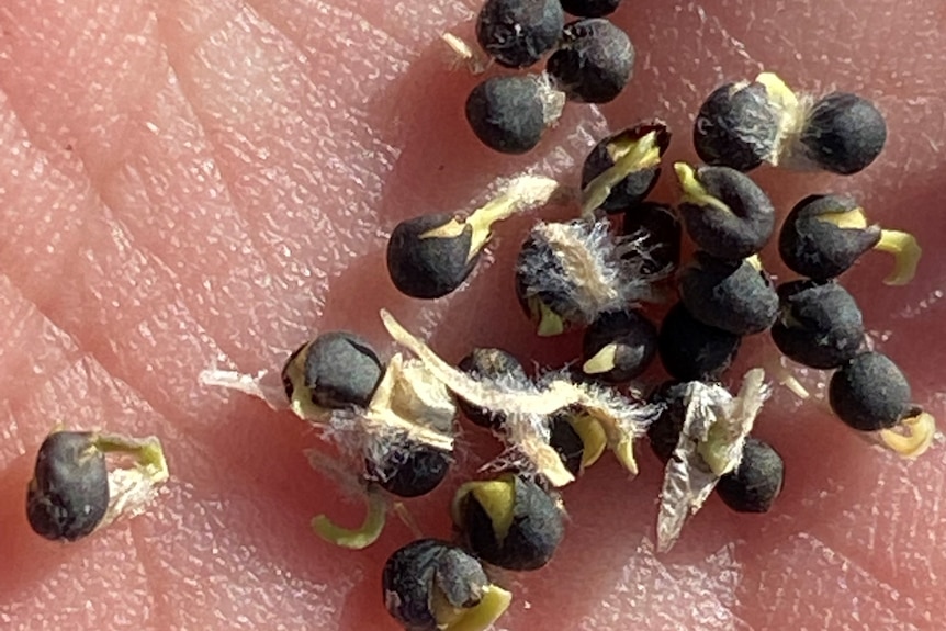 Black canola seeds re-sprouting are held in someone's palm.