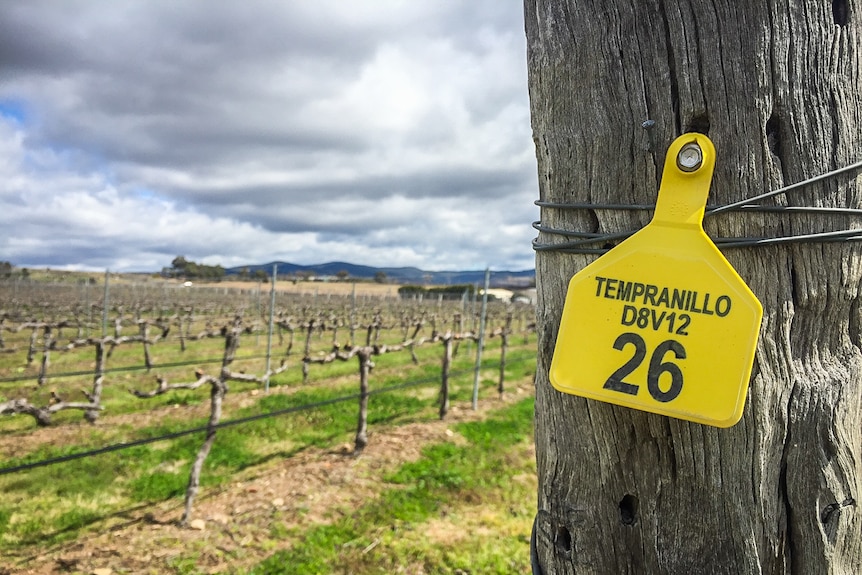 A unique vineyard is being grown in Stanthorpe to look at what varieties can withstand warmer weather.