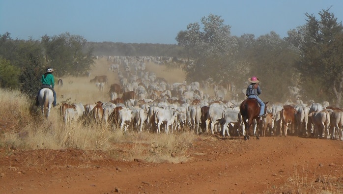 Cattle being herded on horse back.