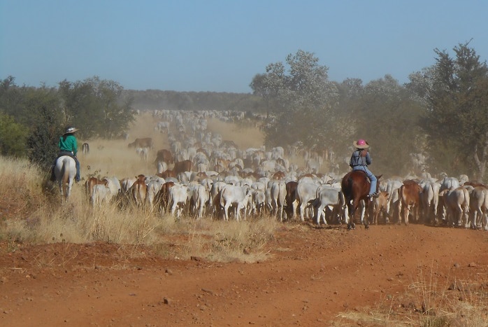 Indonesian students herd cattle on horse back.