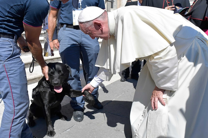 Pope Francis meets Leo the rescue dog