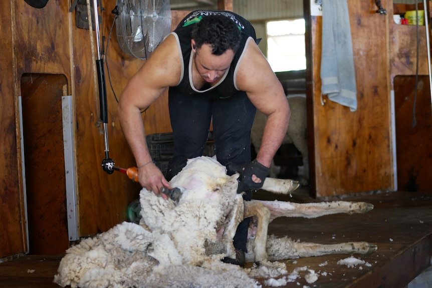 A man bending over shearing a sheep. 