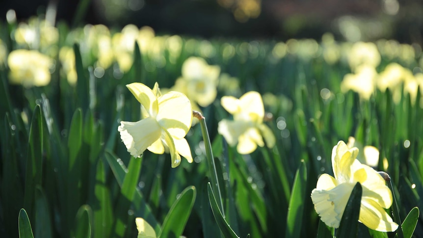 A close up of a daffodil in the sun, with a field of daffodils out of focus behind.