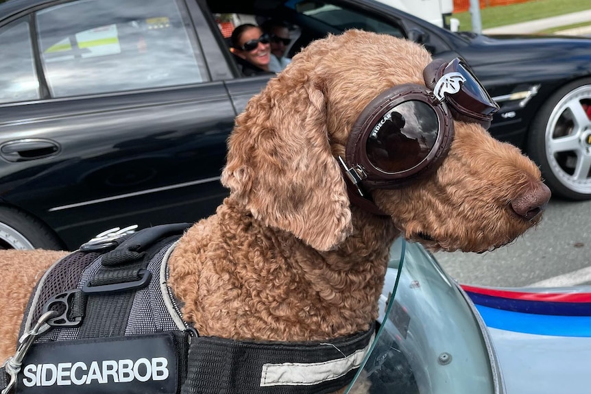 Woman driving smiling at dog in sidecar.