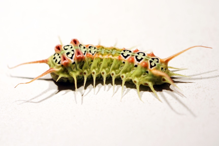 Medium close-up shot of a green caterpillar with brown spots and spikes on its back and head