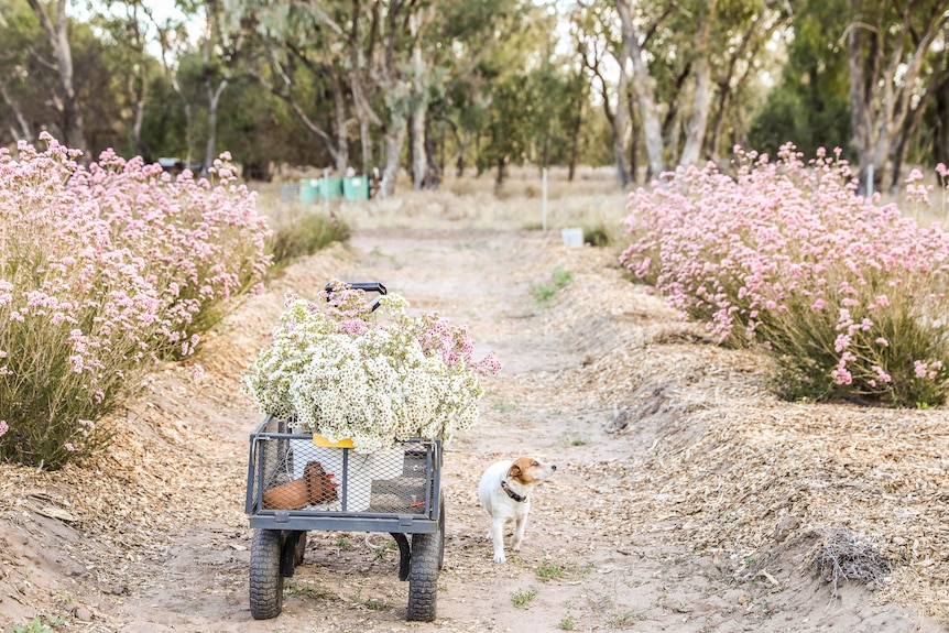 Geraldton Wax growing in a plot, picked flowers in a cart and a Jack Russell dog.