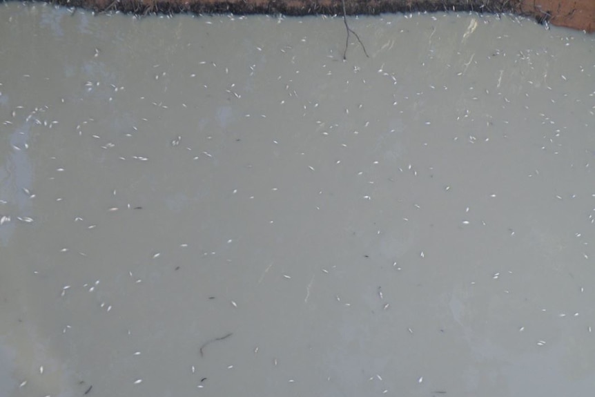 An aerial shot shows murky water with multiple white spots on the surface which are dead fish.
