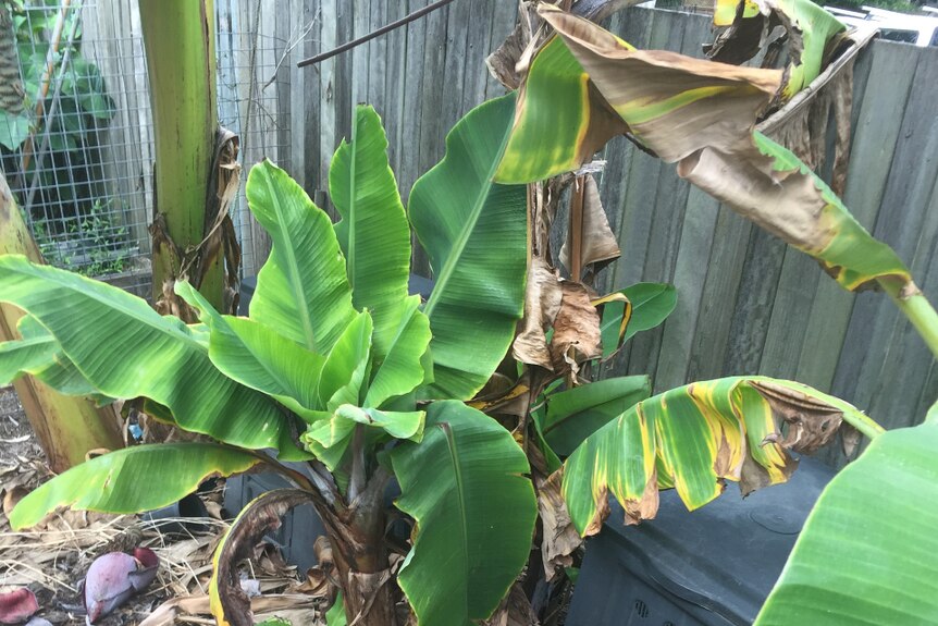 Sick banana trees against a fence.