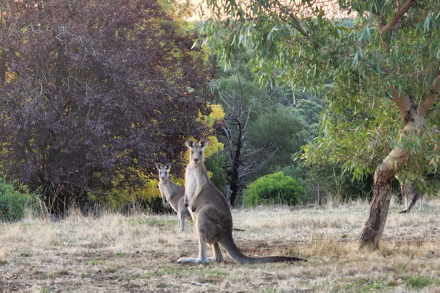 Kangaroos on a property 