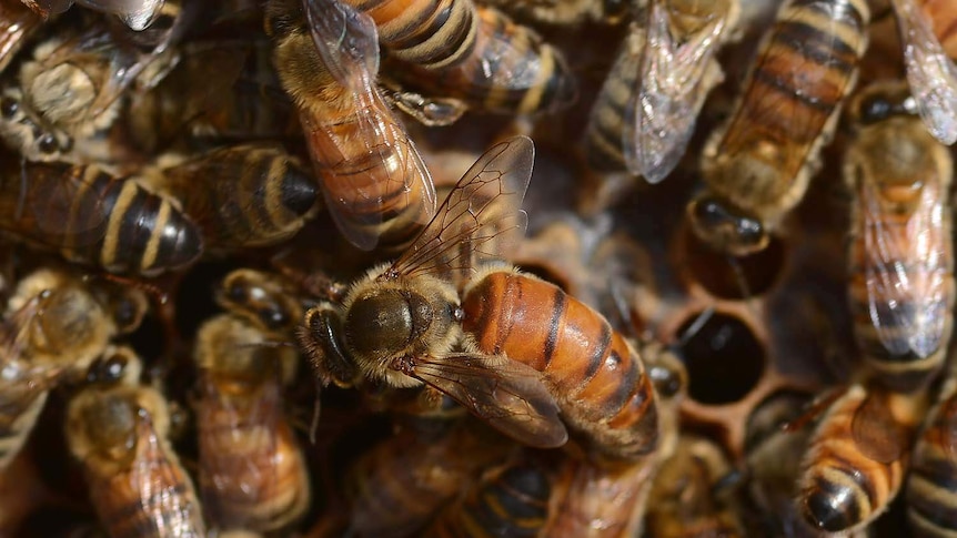 Colony of bees