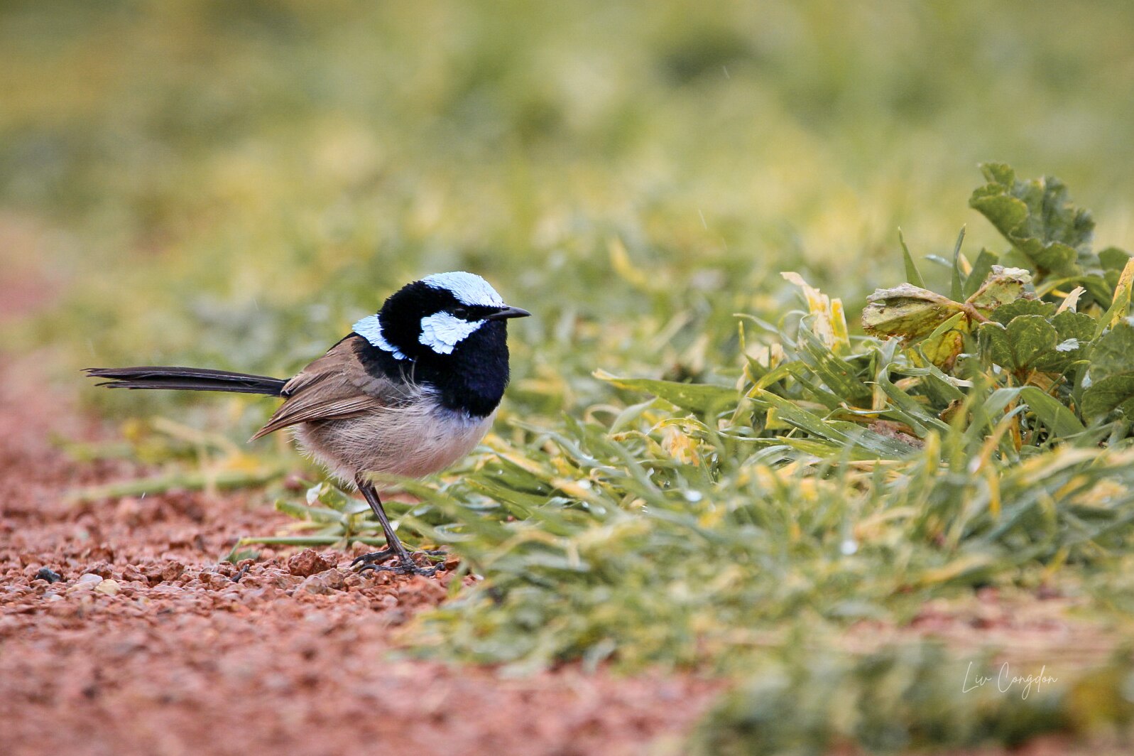 A superb fairy-wren with blue feathers on his head.