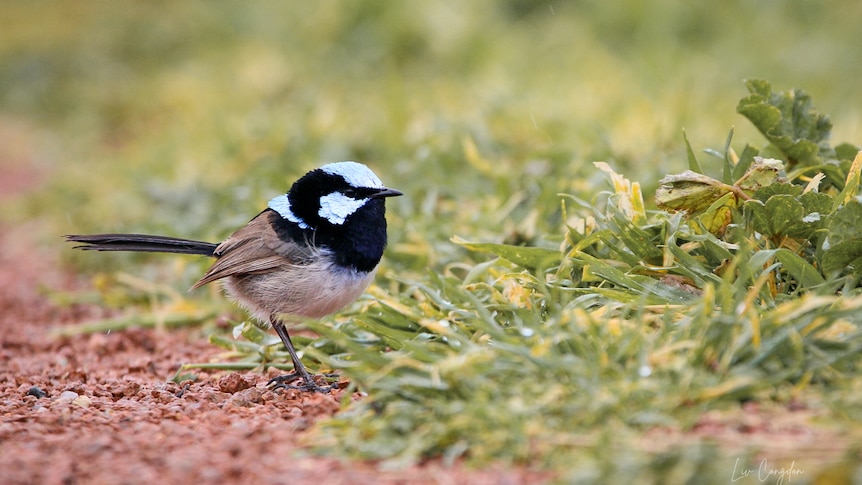 A superb fairy-wren with blue feathers on his head.