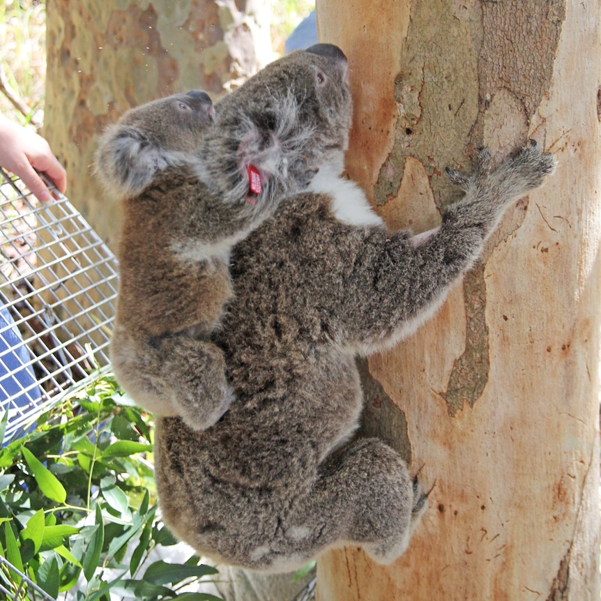 A koala and her joey being released back into the wild