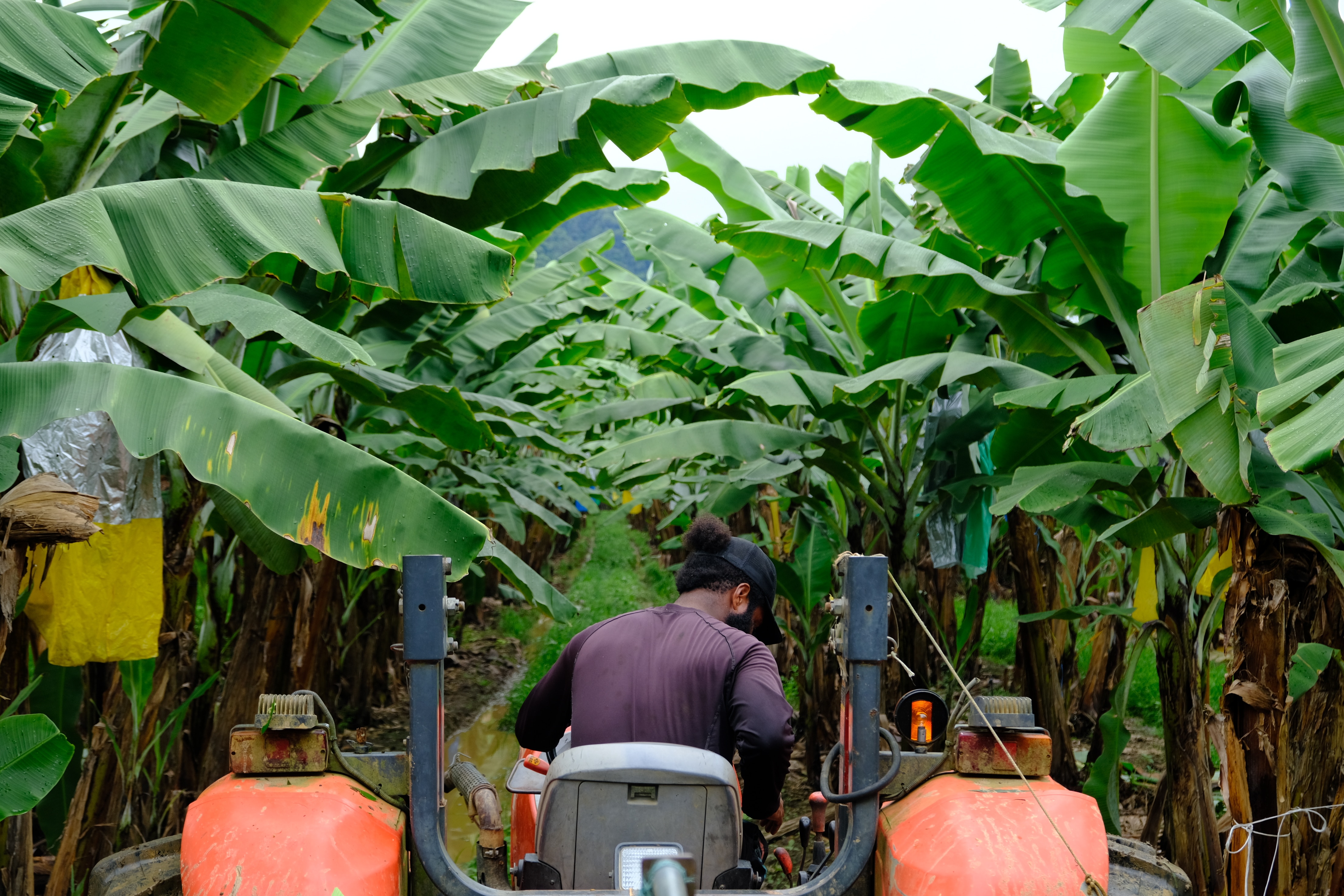 A view from behind a PALM worker driving a tractor between two rows of large-leaved banana trees.