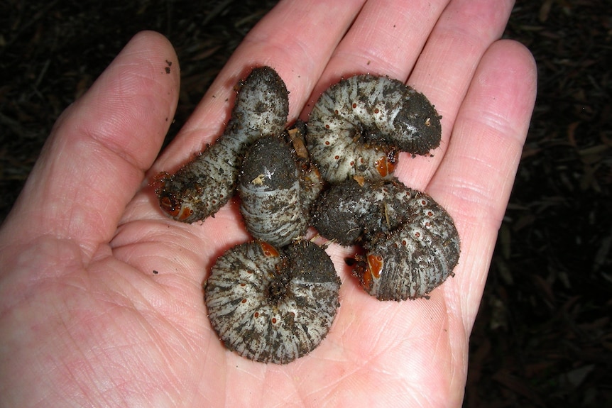 Five white grubs in an open hand