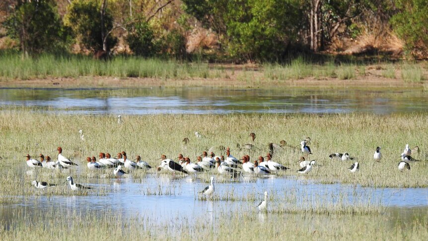 A flock of white, red and black birds in a shallow wetland.