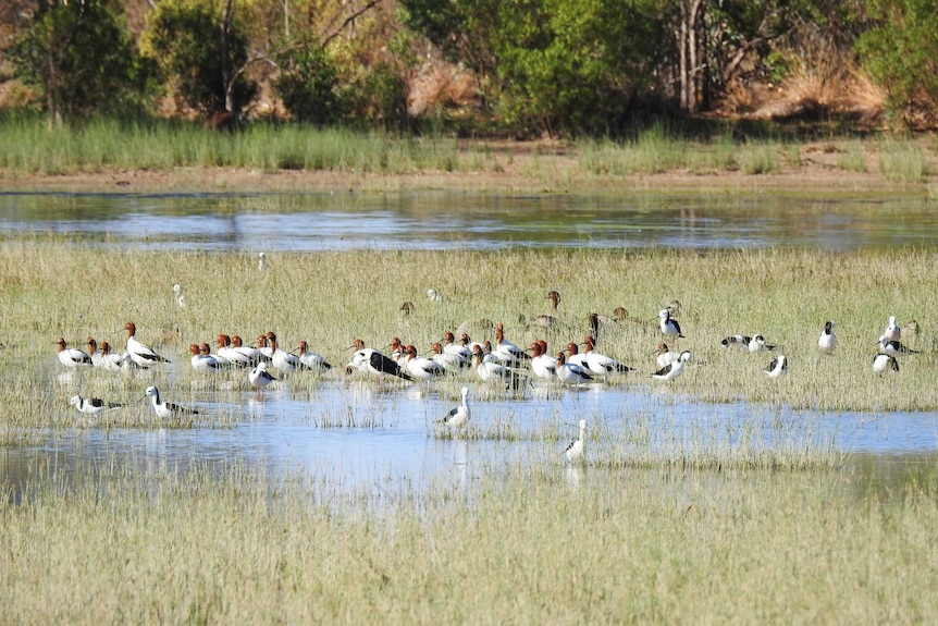 A flock of white, red and black birds in a shallow wetland.