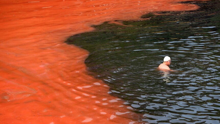 Red algae affects Sydney beaches.
