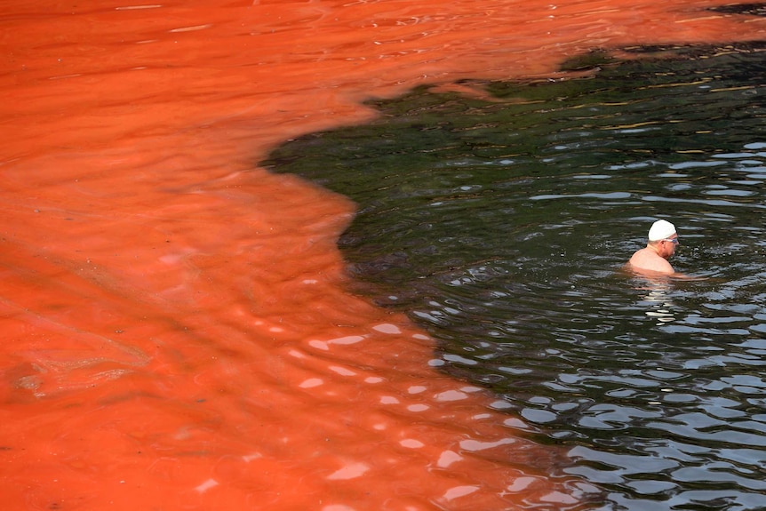 Red algae affects Sydney beaches.
