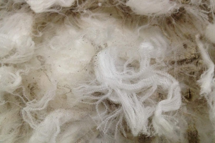 A close up of bright white superfine wool, with distinct crimps in the fibre.