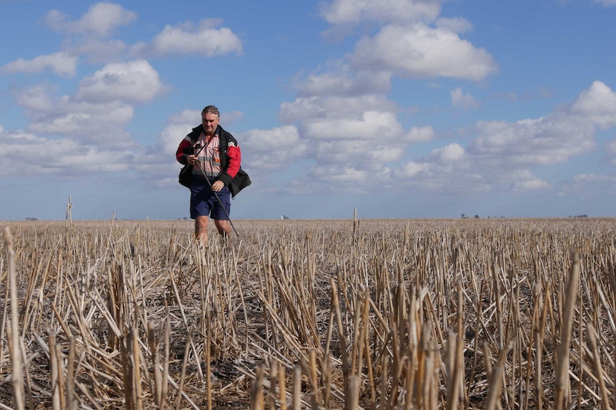 A man walks through a dry paddock with nothing but stubble in it.