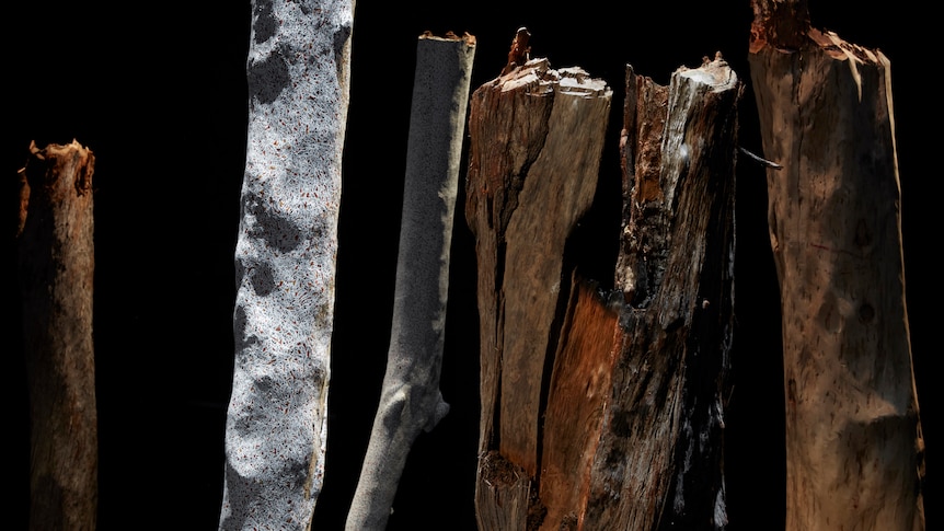 Isolated Eucalypt tree trunks are dimly lit in a dark museum display, with two in the foreground painted white.