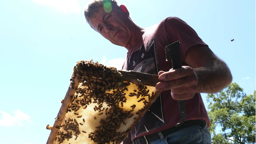 Looking up at Paul Marsh, who is holding and looking down at a rack from his beehive