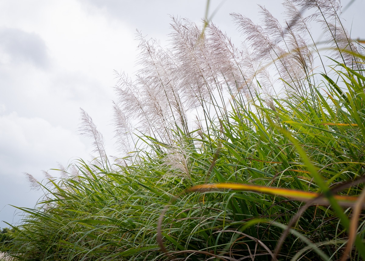 Sugarcane field in the wind.