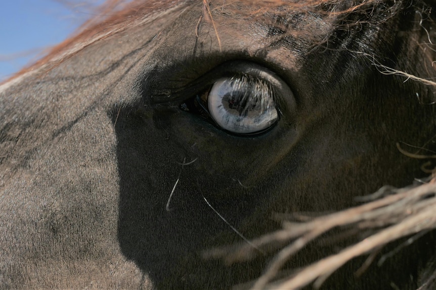 A close up of a dark brown horse with a blue eye