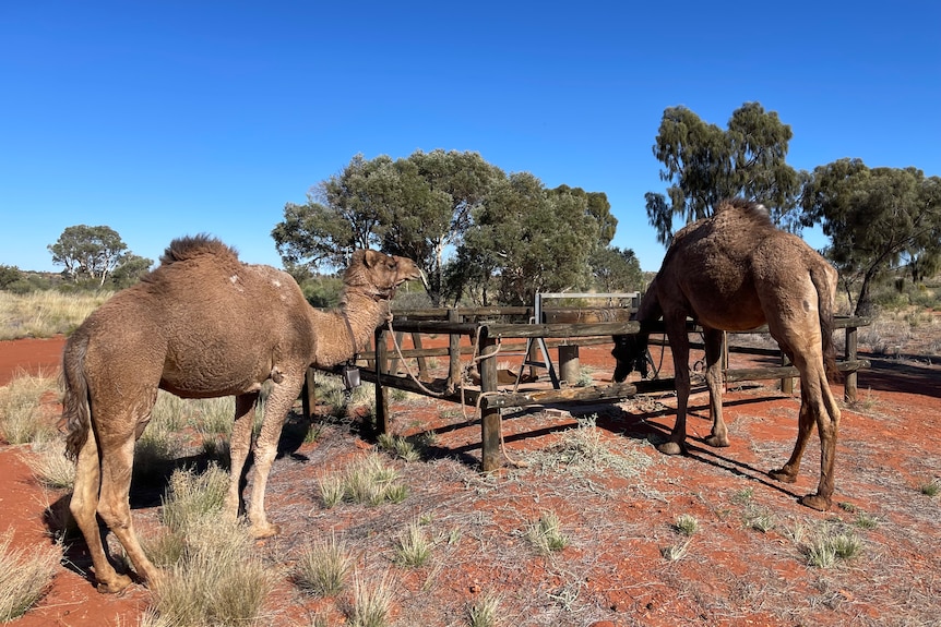 Two camels stand in front of a well. 