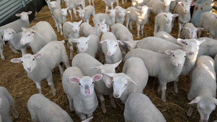 A large group of lambs mill about looking at the camera.