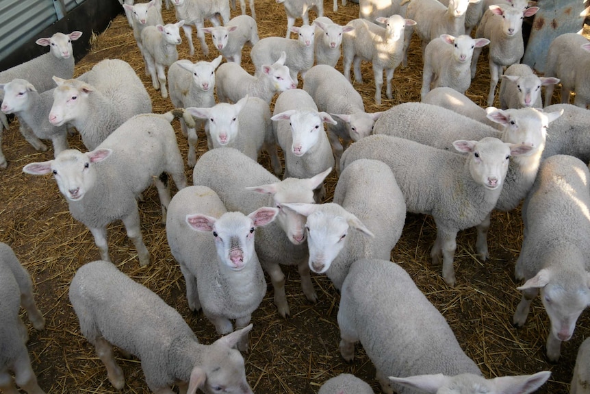 A large group of lambs mill about looking at the camera.