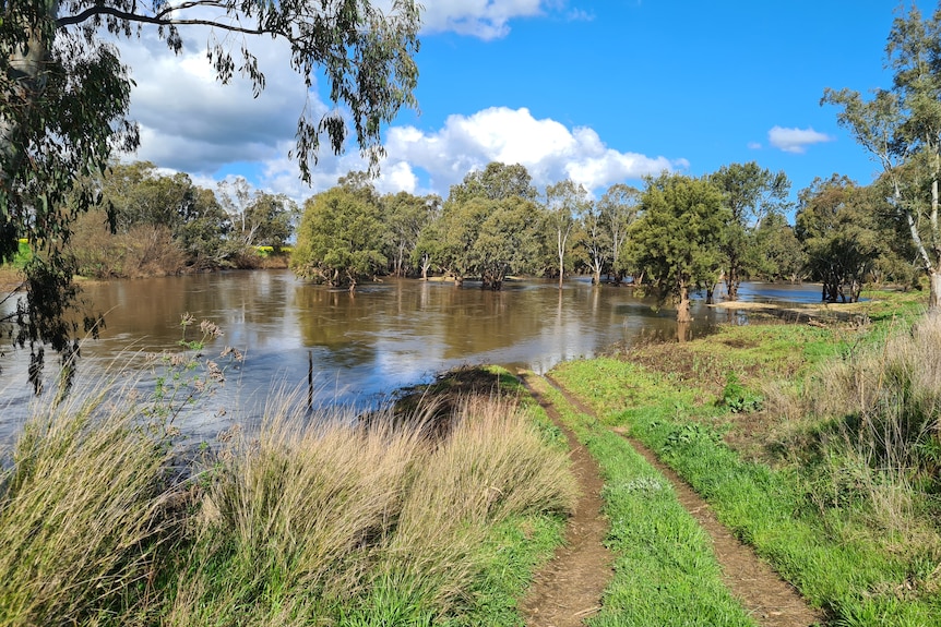 A brown creek surrounded by trees and a riverbank