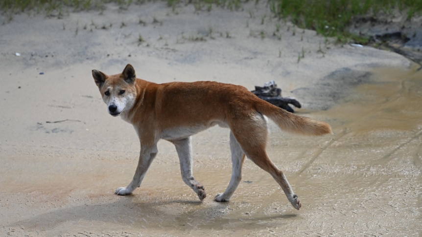 A close up of a dingo walking on the beach.