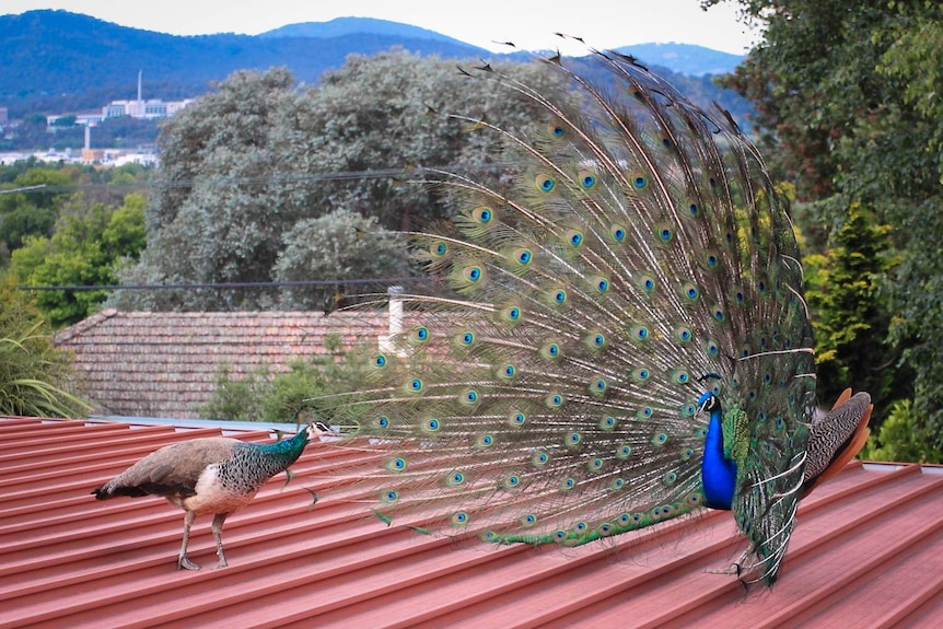 A peacock is displaying his plumage to a peahen