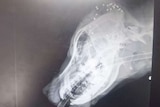 X-Ray showing up to 30 shot pellets in head of Labrador Lola