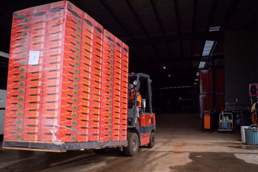 empty mango boxes being loaded into packing shed by forklift