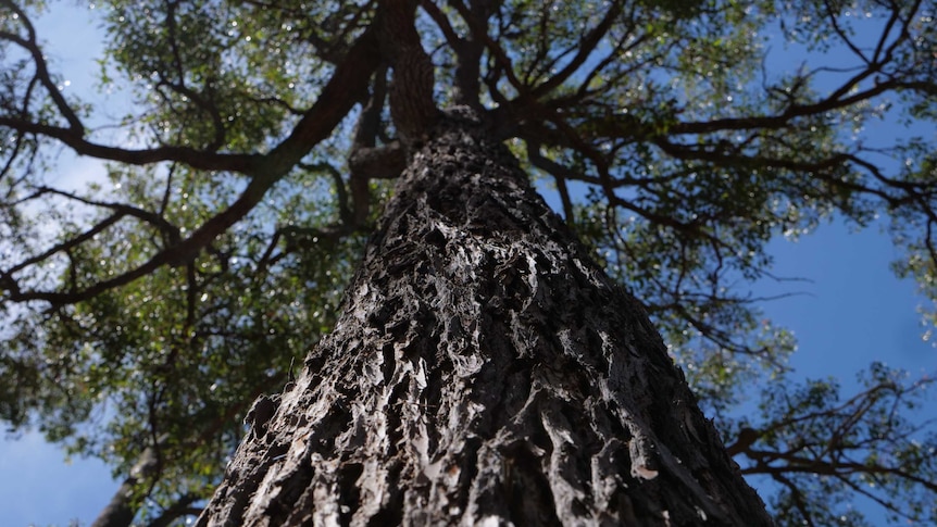 A closeup shot of a Jarrah Tree in WA's south west region.