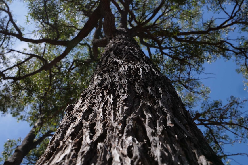 Thick tree base with sprawling tree branches