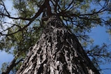 A closeup shot of a Jarrah Tree in WA's south west region.