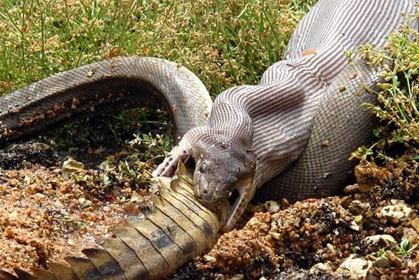 15 photos of snakes eating animals - ABC News