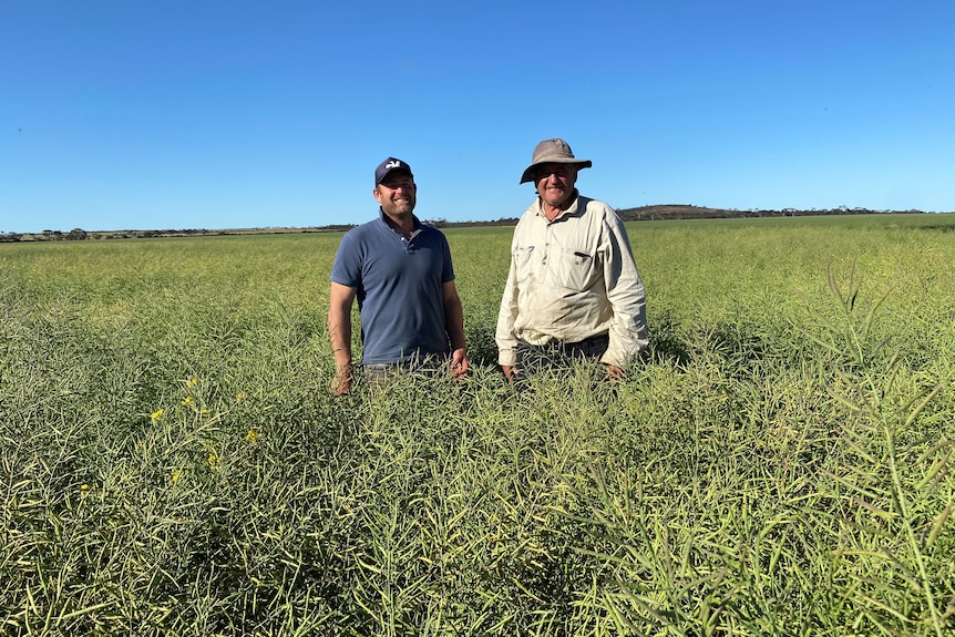 Dos hombres de pie en el paddock de canola.