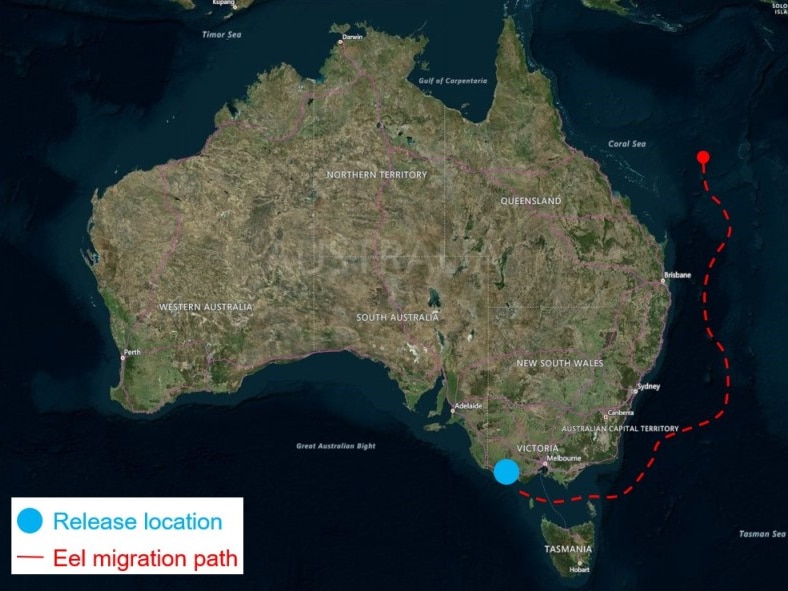 A map outlines the long distance the eels travel
