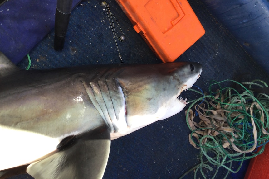 A shark on the floor of a boat.