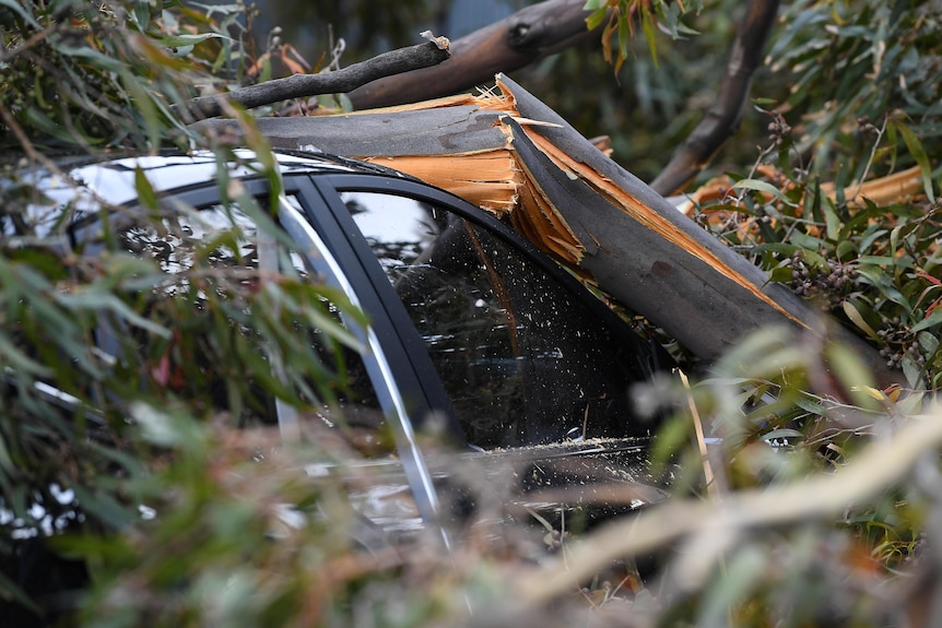 The top of a car is seen through the branches of a fallen tree
