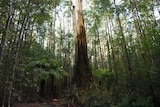 A large tree among much smaller trees in the Toolangi State Forest