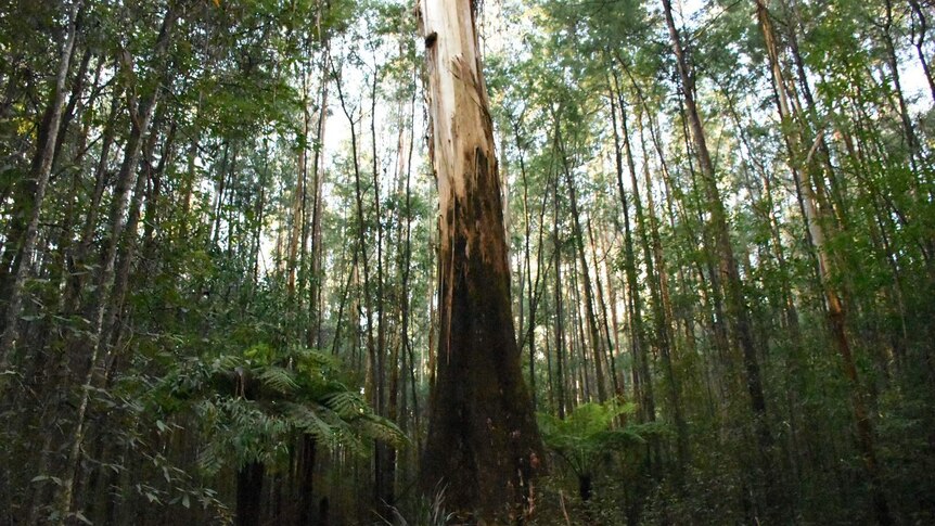 A large tree among much smaller trees in the Toolangi State Forest