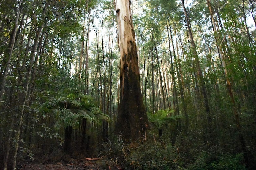 A large tree among much smaller trees in the Toolangi State Forest